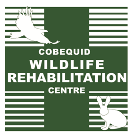 Cobequid Wildlife Rehabilitation Centre